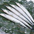 馬步魚 馬步魚