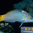 布氏海豬魚 布氏海豬魚