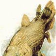 楊氏魚 楊氏魚