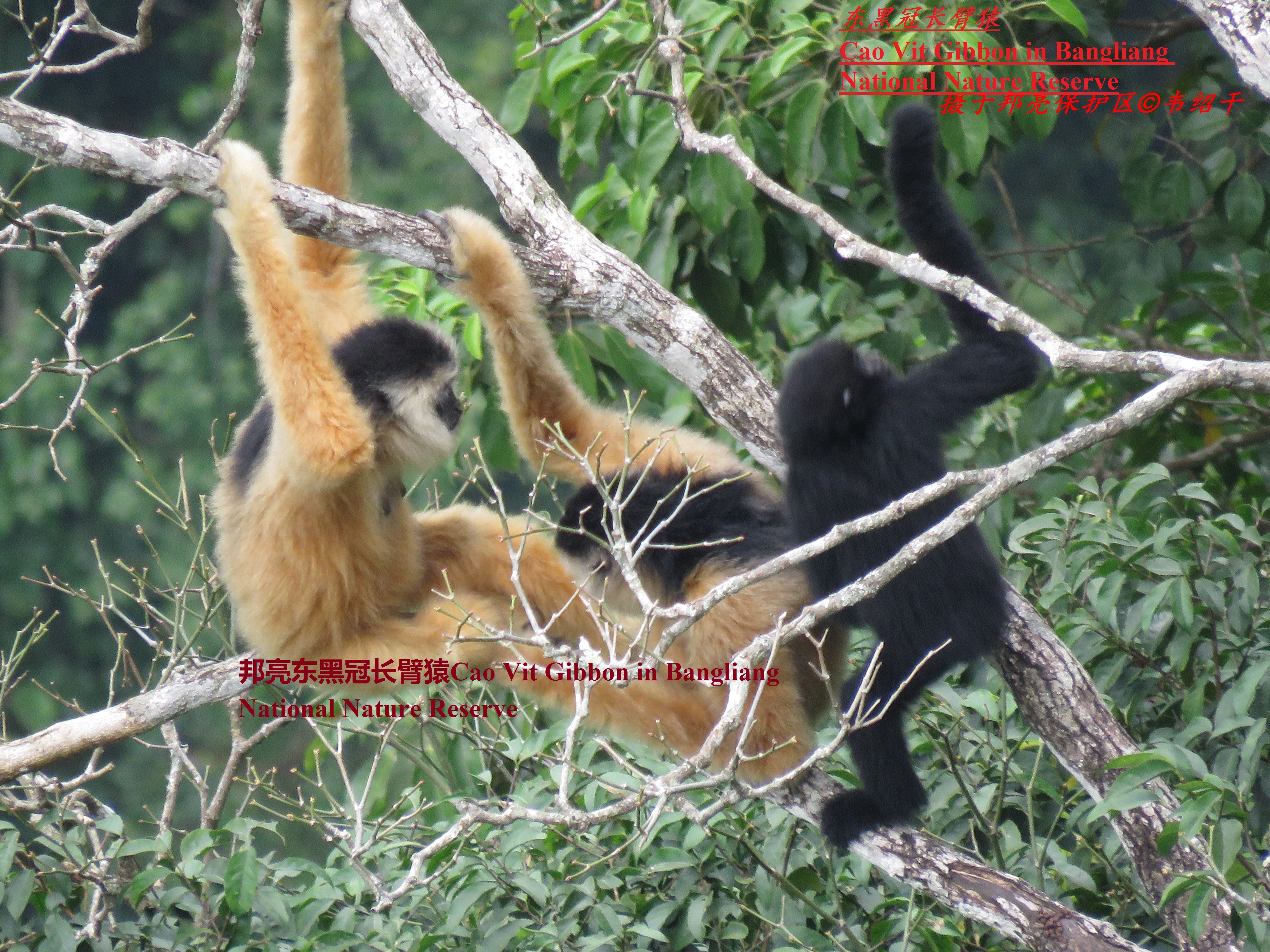廣西邦亮長臂猿國家級自然保護區