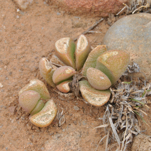 Glottiphyllum oligocarpum