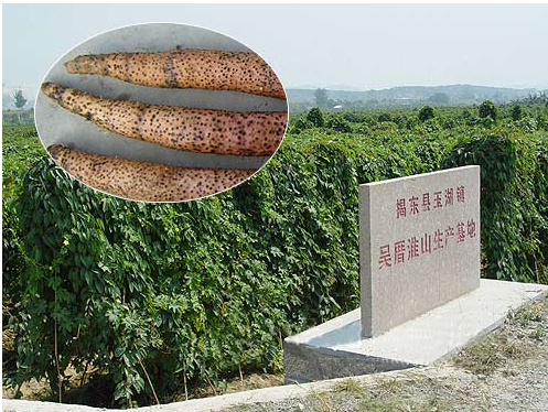 吳厝淮山 吳厝淮山