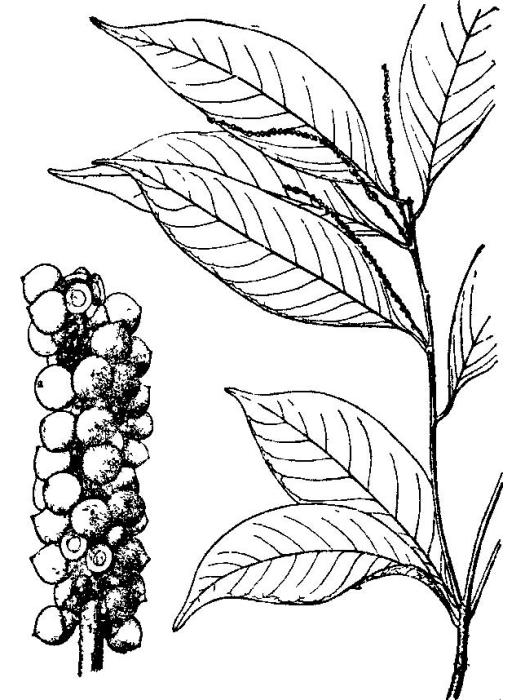 茸果柯(越南石櫟) 茸果柯(越南石櫟)