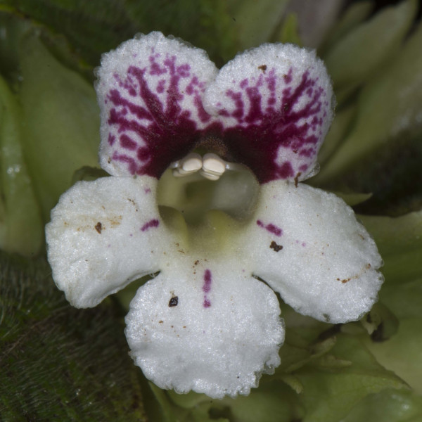 Nautilocalyx ecuadoranus