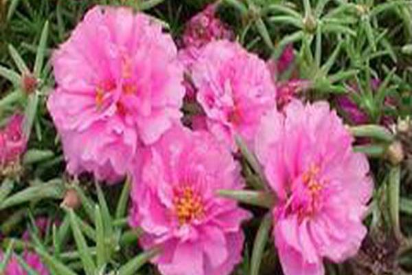 Portulaca grandiflora