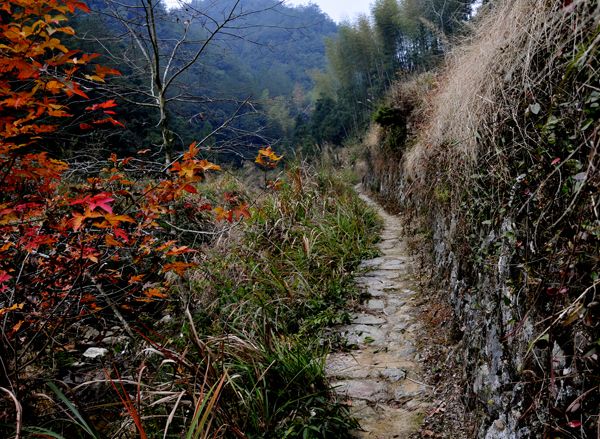 九龍山古道 九龍山古道