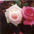 雅美(薔薇屬芽變品種) 雅美(薔薇屬芽變品種)