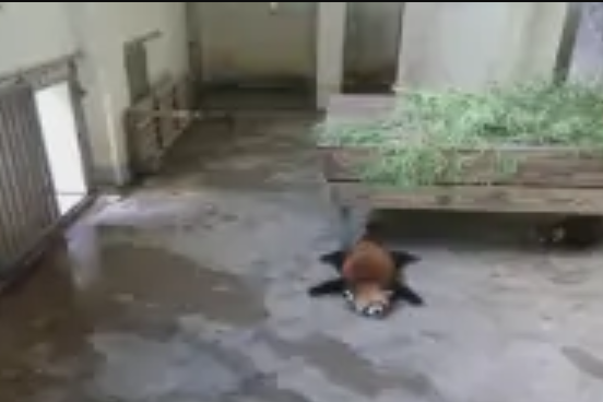 小熊貓癱 小熊貓癱