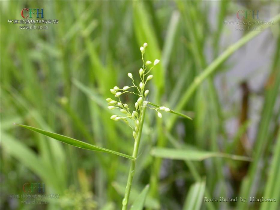 廣西柳葉箬(Isachne guangxiensis) 廣西柳葉箬(Isachne guangxiensis)