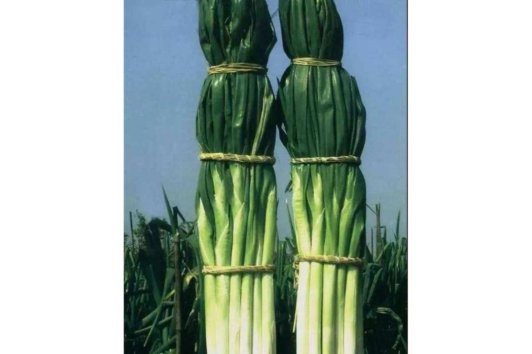 大梧桐 大梧桐