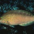 竹葉龍魚 竹葉龍魚