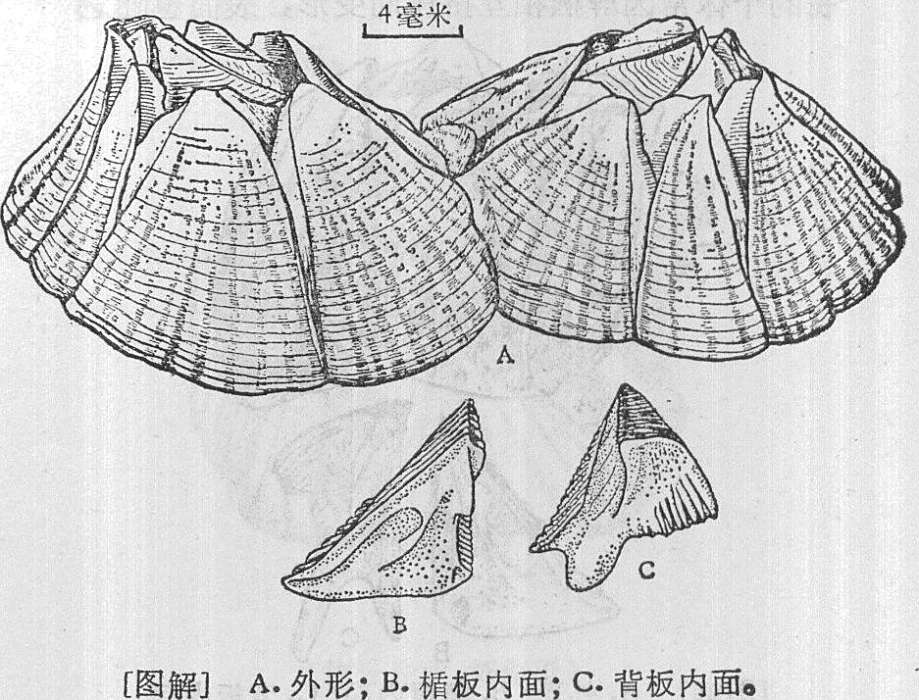 網紋藤壺