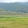 彩己村 彩己村
