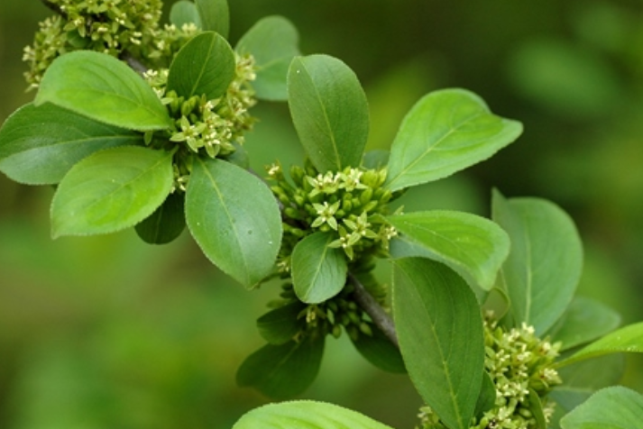 油葫蘆(胡麻科胡麻屬下的植物) 油葫蘆(胡麻科胡麻屬下的植物)
