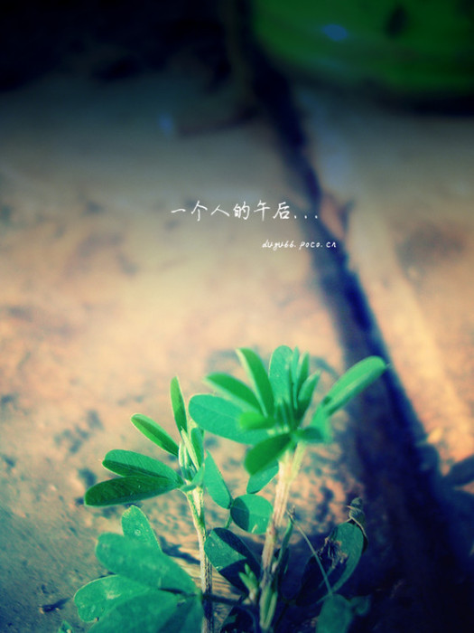 青草盂 青草盂