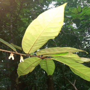 Anaxagorea crassipetala