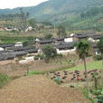 多依樹村(雲南省紅河元陽縣新街鎮多依樹村) 多依樹村(雲南省紅河元陽縣新街鎮多依樹村)