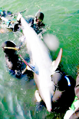 日本捕獲的返祖海豚