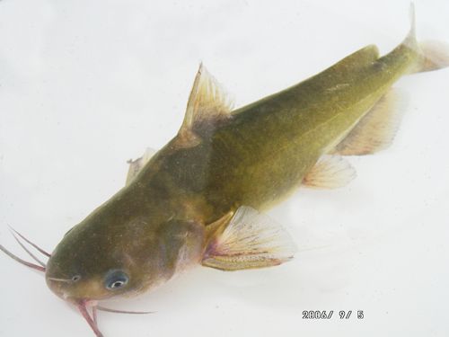 黃平面魚(央軋) 黃平面魚(央軋)