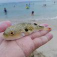 狗頭魚 狗頭魚