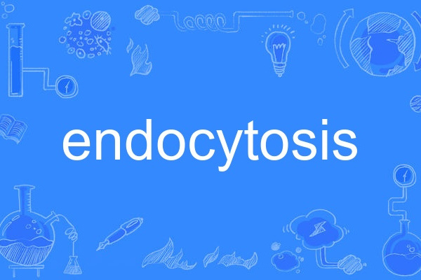 endocytosis endocytosis
