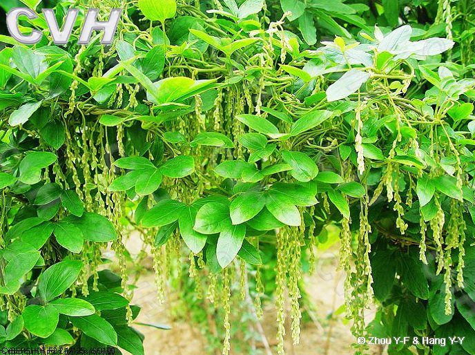 毛膠薯蕷 毛膠薯蕷