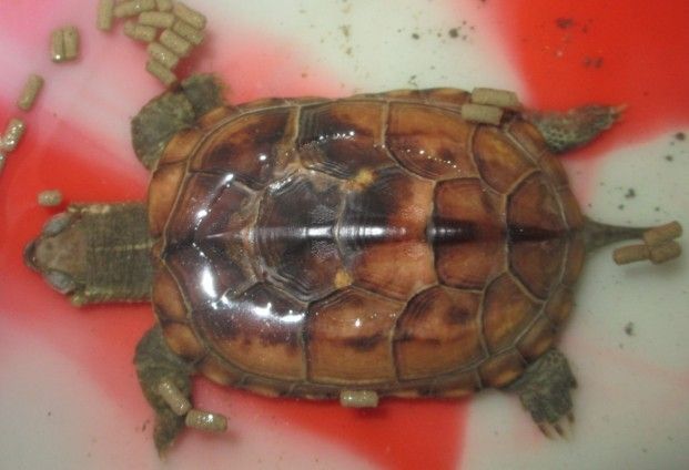 龜腐甲 龜腐甲