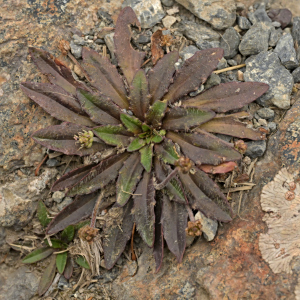 Plantago novae-zelandiae