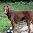 多伯曼平犬