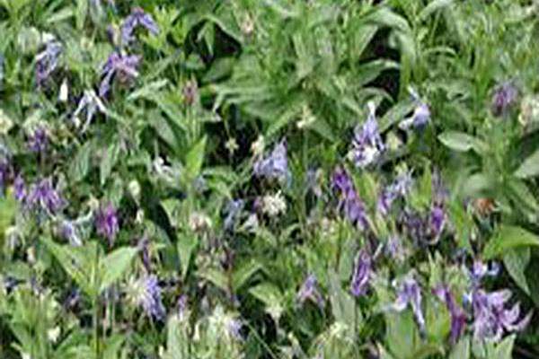 Clematis integrifolia \x27Caerulea\x27