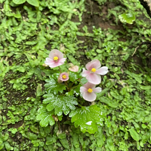 Begonia hymenophylla