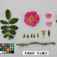 天山霞光 天山霞光