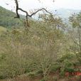 龍平中山村 龍平中山村