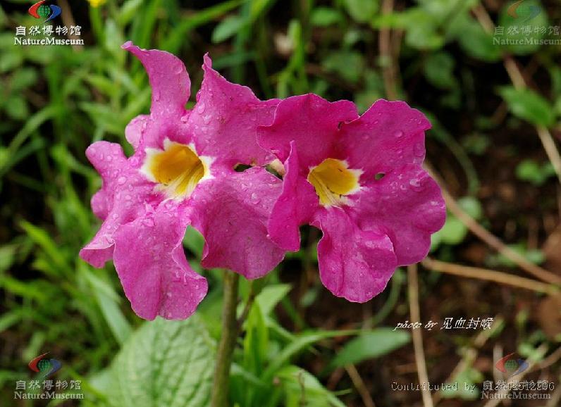 雞肉參(大花角蒿) 雞肉參(大花角蒿)