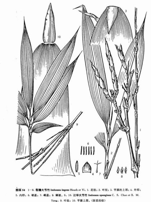 江華大節竹 江華大節竹