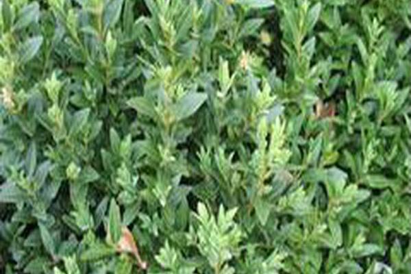 Buxus sempervirens \x27Myrtifolia\x27 Buxus sempervirens \x27Myrtifolia\x27