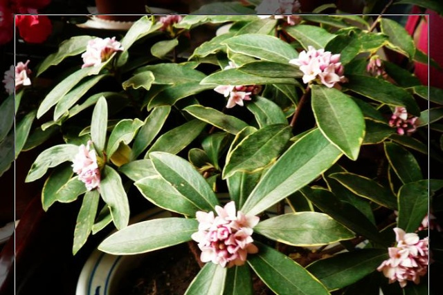 毛花瑞香 毛花瑞香