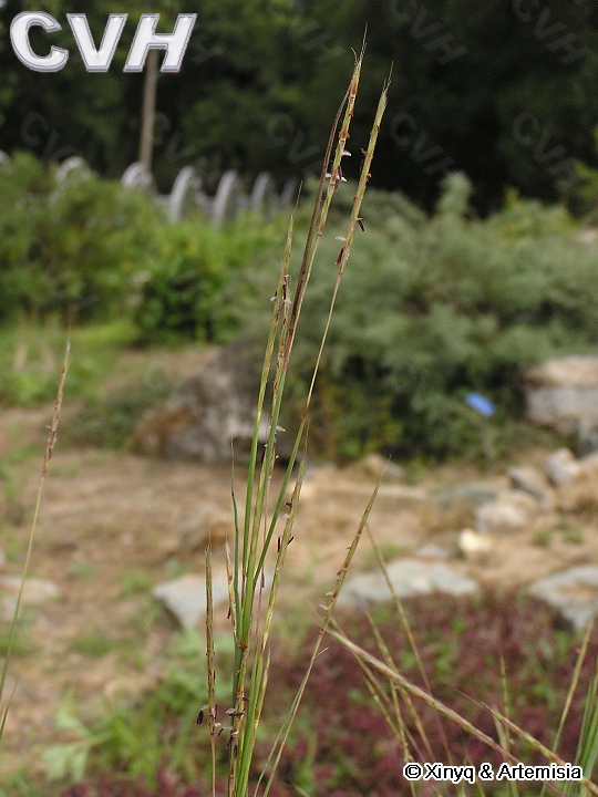 裂稃草屬