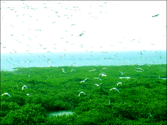 北海金海灣紅樹林—海鳥翻飛