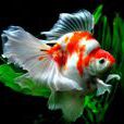 琉金金魚 琉金金魚