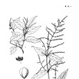 疏花雀梅藤 疏花雀梅藤