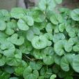 馬蹄金(旋花科馬蹄金屬植物)