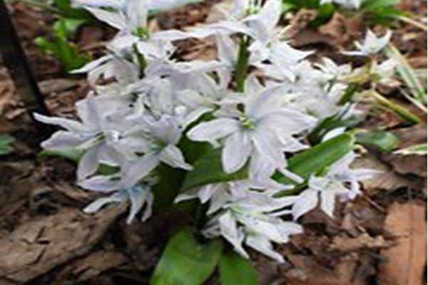 Scilla mischtschenkoana