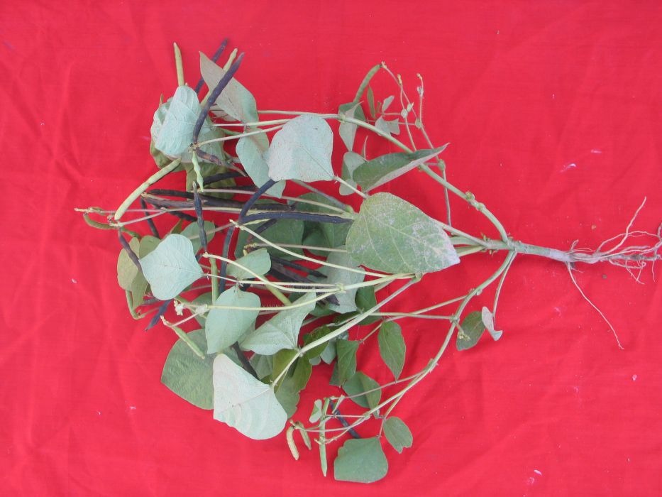 冀綠13號 冀綠13號