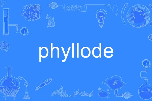 phyllode phyllode
