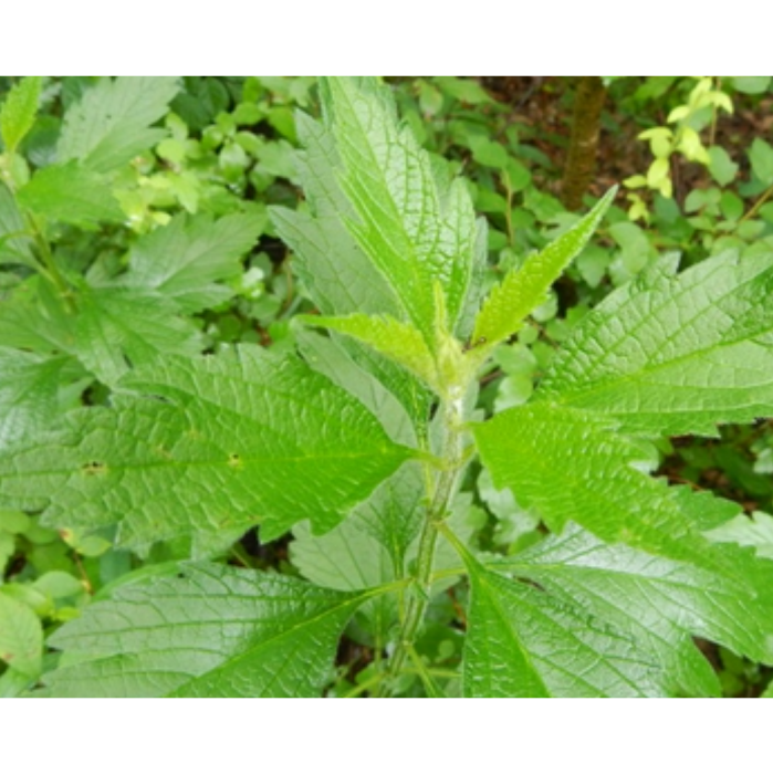 大花益母草