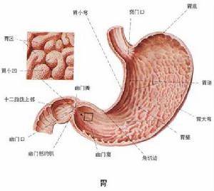 胃部剖面圖