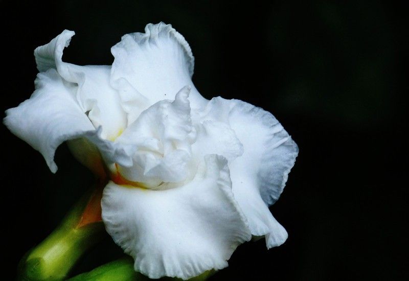 陝西狗牙花 陝西狗牙花