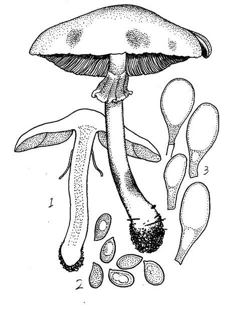 黃斑蘑菇 黃斑蘑菇