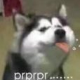 prprpr prprpr